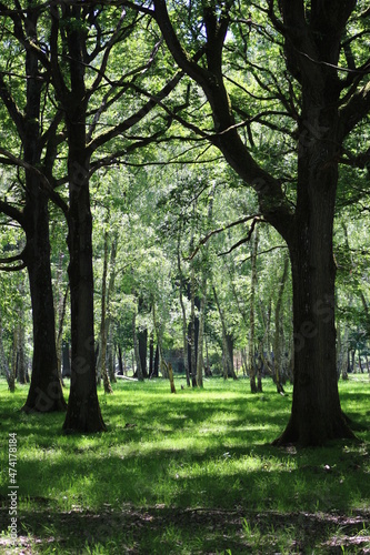 Forêt de Rambouillet en été