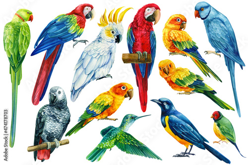set of parrots macaw, lovebird, cockatoo, hummingbird and starling on isolated white background, watercolor illustration