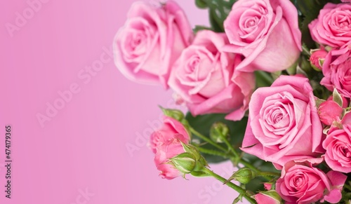 Blurred background with fresh roses for wallpaper, wedding card,
