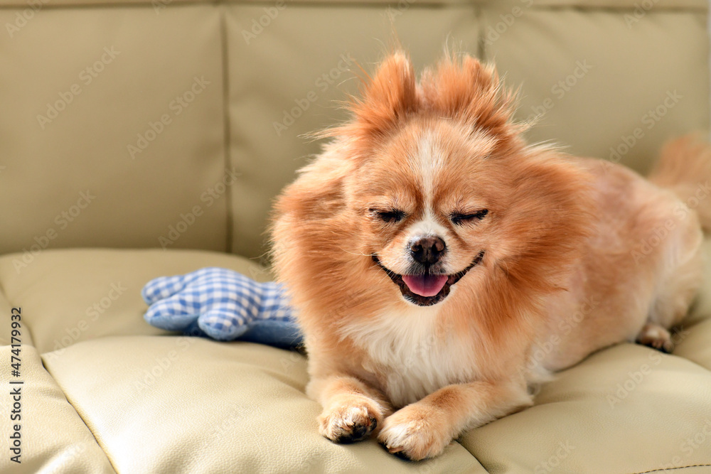 Pomeranian pet dog animal cute pretty small puppy