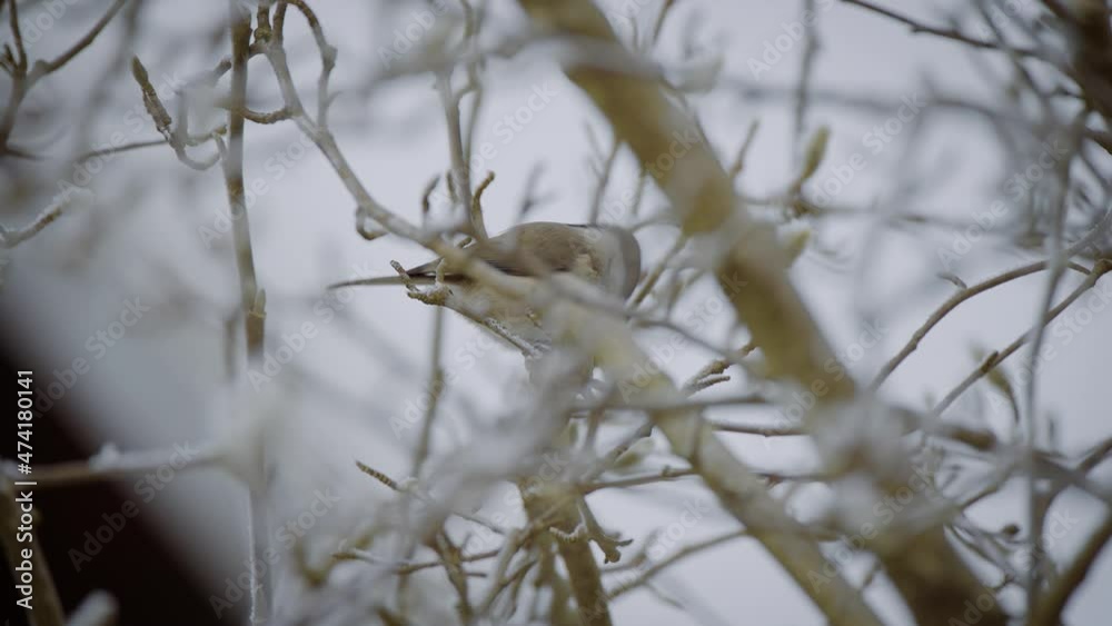 Closeup of a small bird captured on a tree in wintertime in slow motion