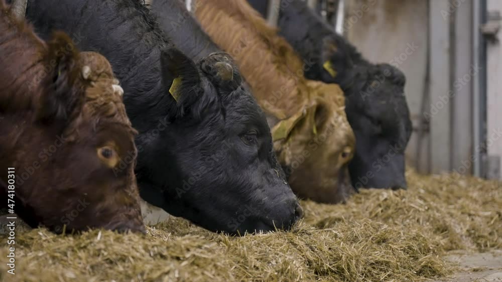 Close up of beef cattle feeding on hay from indoor pens, beef industry Close up of beef cattle feeding on hay from indoor pens, beef industry