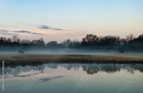 Cattle Ranch Background, cows grazing with water and reflections