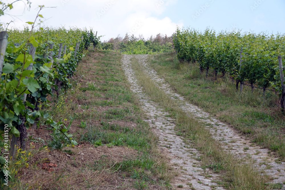 Weg in einem Weinberg