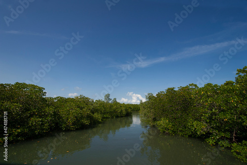 Mangrove forest along the river.