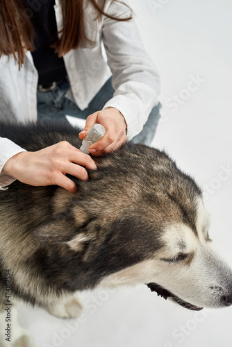 Girl dripping hair care drops on hair of dog