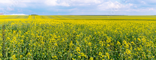 Wide field with rapeseed during flowering, rapeseed cultivation