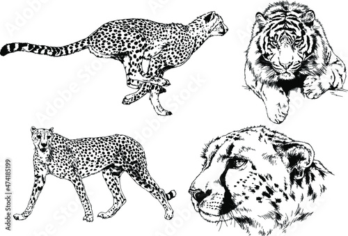 vector drawings sketches different predator , tigers lions cheetahs and leopards are drawn in ink by hand , objects with no background 
