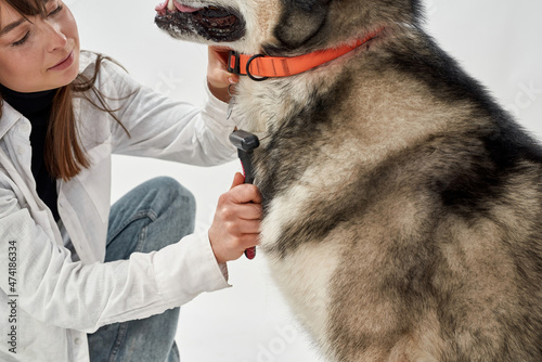 Adult woman combing hair of Siberian Husky dog