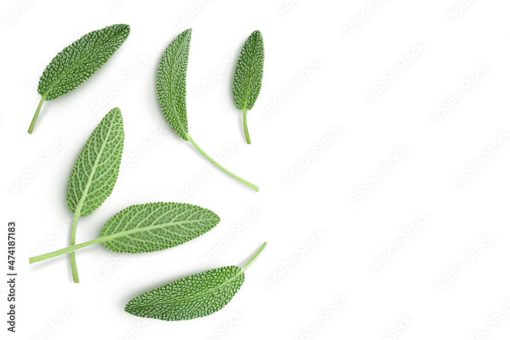 Obraz premium fresh sage herb isolated on white background with clipping path and full depth of field, Top view with copy space for your text. Flat lay