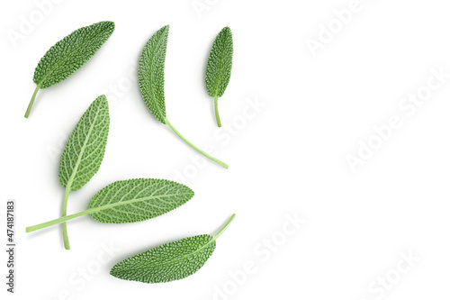 fresh sage herb isolated on white background with clipping path and full depth of field, Top view with copy space for your text. Flat lay