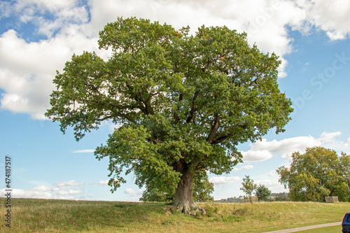 Countryside trees and rural scenery in the UK.