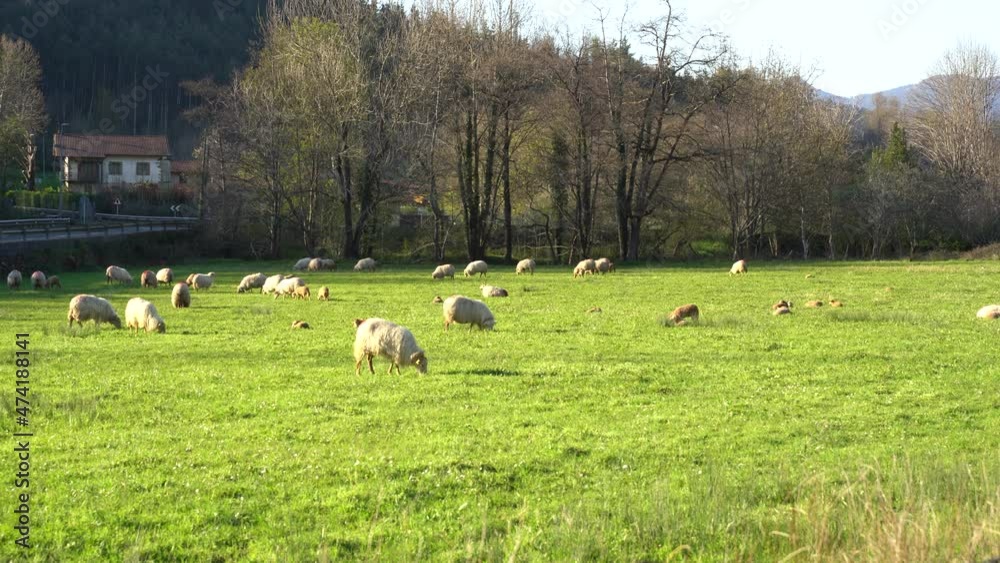 Sheep flock pacing on a farm in the countryside in the basque country Sheep flock pacing on a farm in the countryside in the basque country