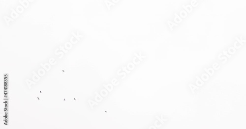 Pack of 7 footages. Flock of crows isolated on white background. Silhouettes of birds in motion far in the sky. Wildlife visual effects. Visual element for compositing.