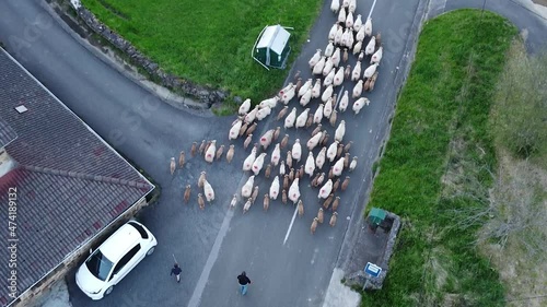 sheep flock walking through a road guided by its shepard
in the basque country photo