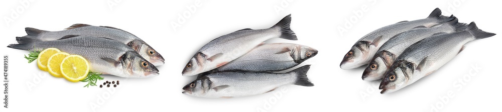Sea bass fich isolated on white background. Top view. Flat lay. Set or collection Sea bass fich isolated on white background. Top view. Flat lay. Set or collection