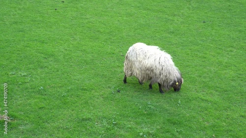 sheep eating grass in a green field  photo