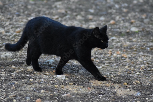  A beautiful black cat walking in the forest