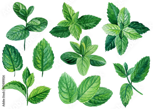 Set of mint leaves on isolated white background, watercolor illustration, Close up of peppermint