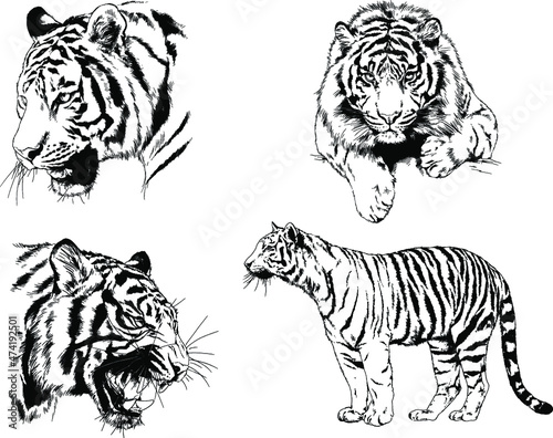 vector drawings sketches different predator   tigers lions cheetahs and leopards are drawn in ink by hand   objects with no background  