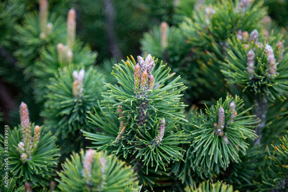 Pinus sylvestris Scotch pine European red pine Scots pine or Baltic pine closeup macro selective focus branch with cones flowers and pollen over out of focus background Pinus sylvestris Scotch pine European red pine Scots pine or Baltic pine closeup macro selective focus branch with cones flowers and pollen over out of focus background