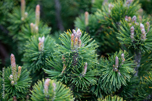 Pinus sylvestris Scotch pine European red pine Scots pine or Baltic pine closeup macro selective focus branch with cones flowers and pollen over out of focus background photo