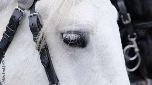 Close-up of horse s eye with white eyelashes. Portrait of a white horse with a bridle on the muzzle  of equipment and harness worn on the horse s head for control. Livestock and Horse life.