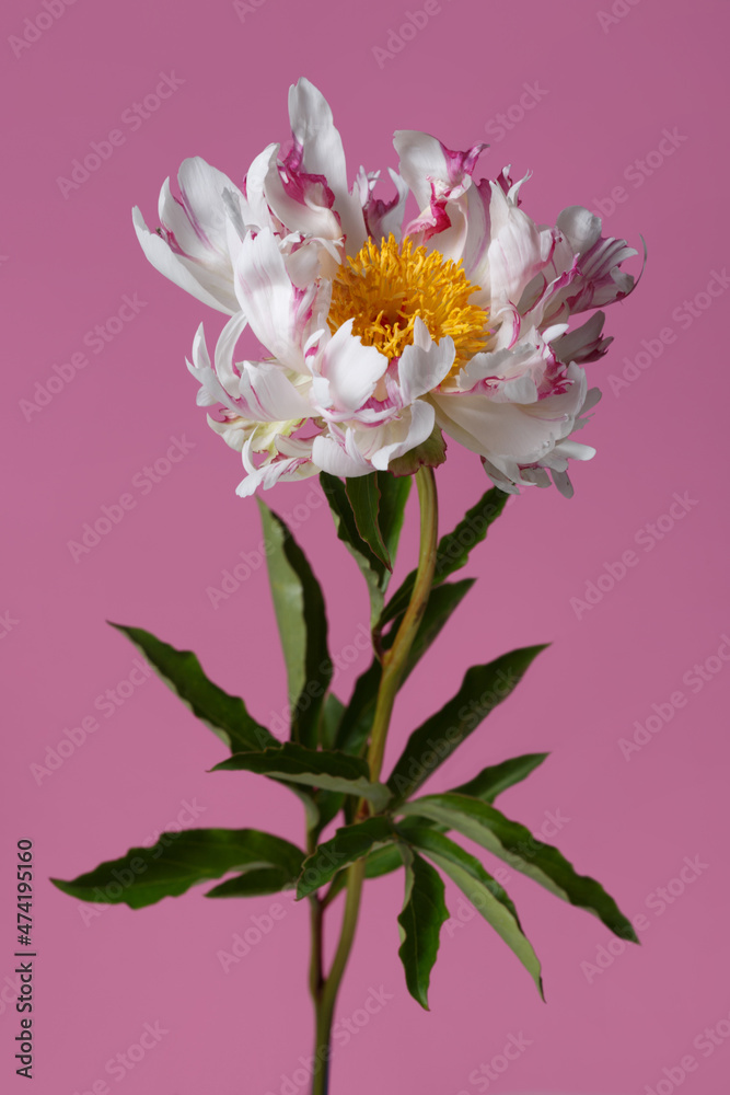 Funny  peony flower not even shape isolated on a pink background.
