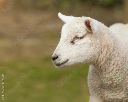 Portrait of white sheep lamb isolated