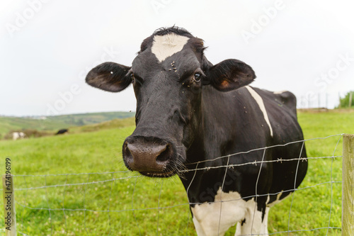 Front view of a cow on a green meadow eating grazing. Horizontal view of black and white cow isolated on green landscape in a meadow. Animals and nature concept.
