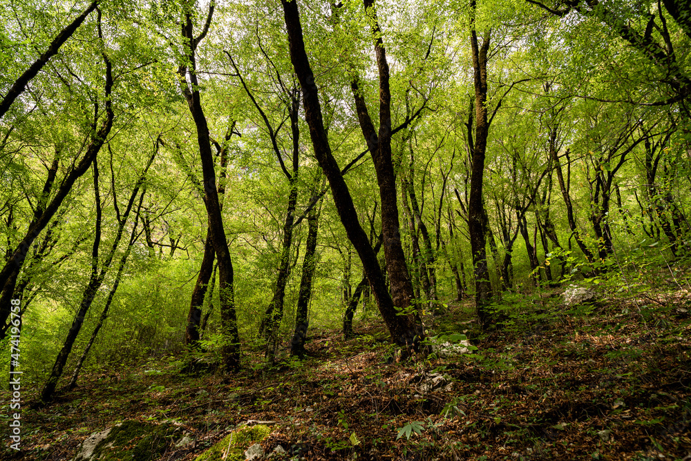 Naklejka premium Vikos gorge in Epirus, Greece