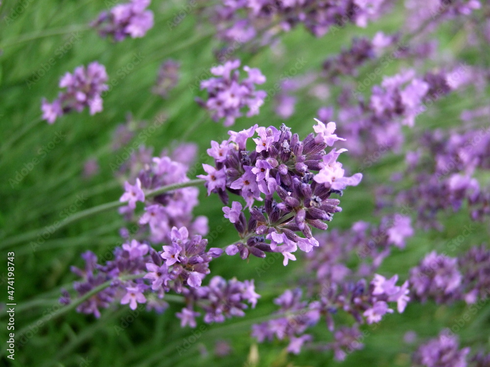 Obraz premium Lavender field with bees
