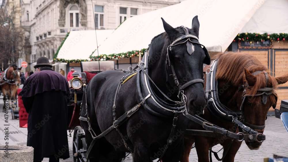 Two Horses - Brown and Black - are Harnessed to a cart for driving tourists in Prague Old Town Square. Christmas market in Prague, Czech Republic. Two Horses - Brown and Black - are Harnessed to a cart for driving tourists in Prague Old Town Square. Christmas market in Prague, Czech Republic.