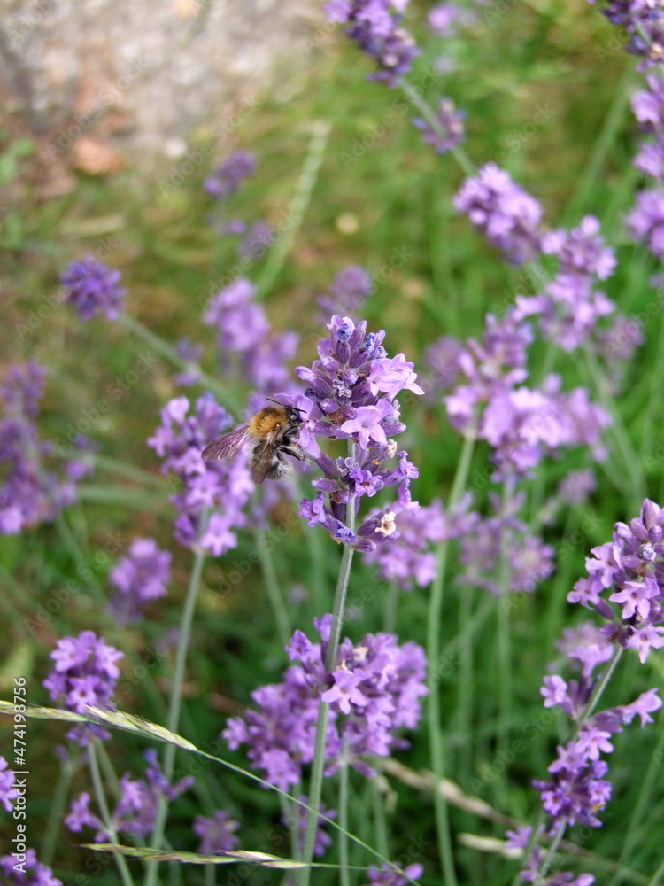 Lavender field with bees Lavender field with bees