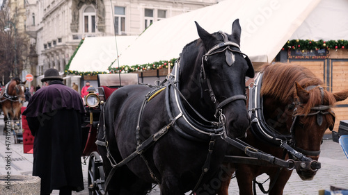 Two Horses - Brown and Black - are Harnessed to a cart for driving tourists in Prague Old Town Square. Christmas market in Prague, Czech Republic.