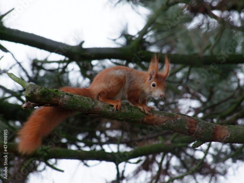 squirrel on a tree © tom