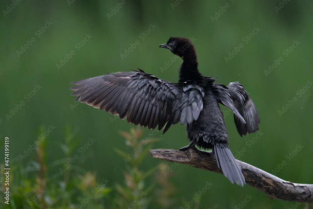 Naklejka premium The pygmy cormorant (Microcarbo pygmaeus)