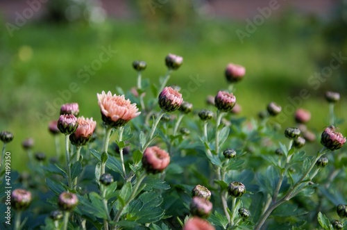 flowers in the garden pink chrysanthemum  garden design