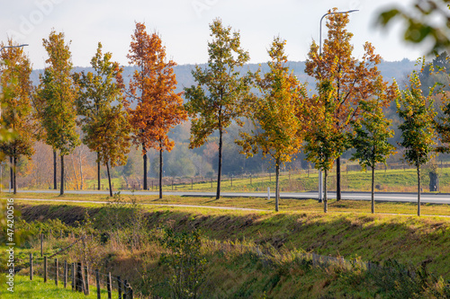 Autumn landscape with colourful yellow orange and green leaves on the tree with sunlight in the morning  Row of trees with colourful leaf along street in fall  Countryside road in Limburg  Netherlands