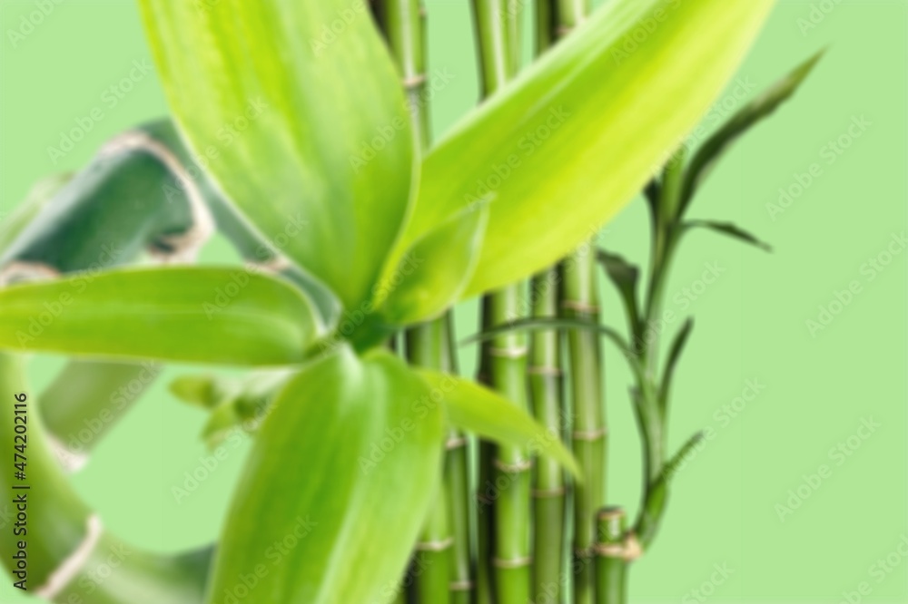 Fototapeta premium Green bamboo with leaves, nature concept