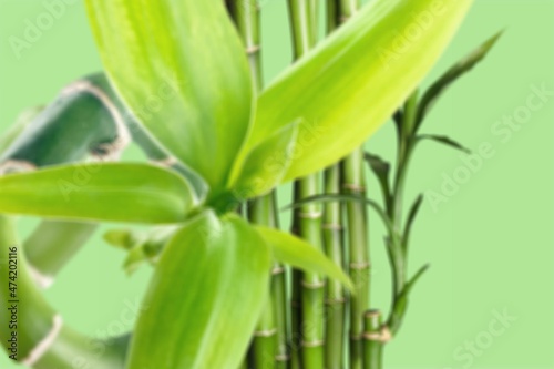 Green bamboo with leaves  nature concept