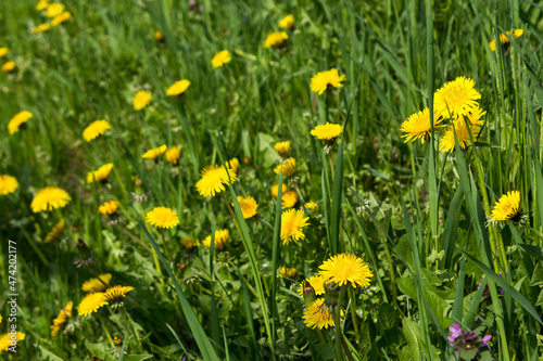 yellow dandelion flower closeup. green grass on the meadow. beautiful nature background in spring