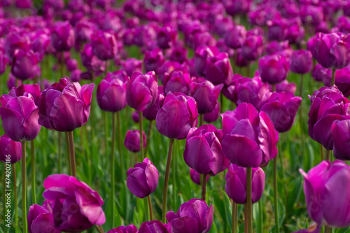 purple tulip flowers bloom in the garden. beautiful floral closeup nature background in summer