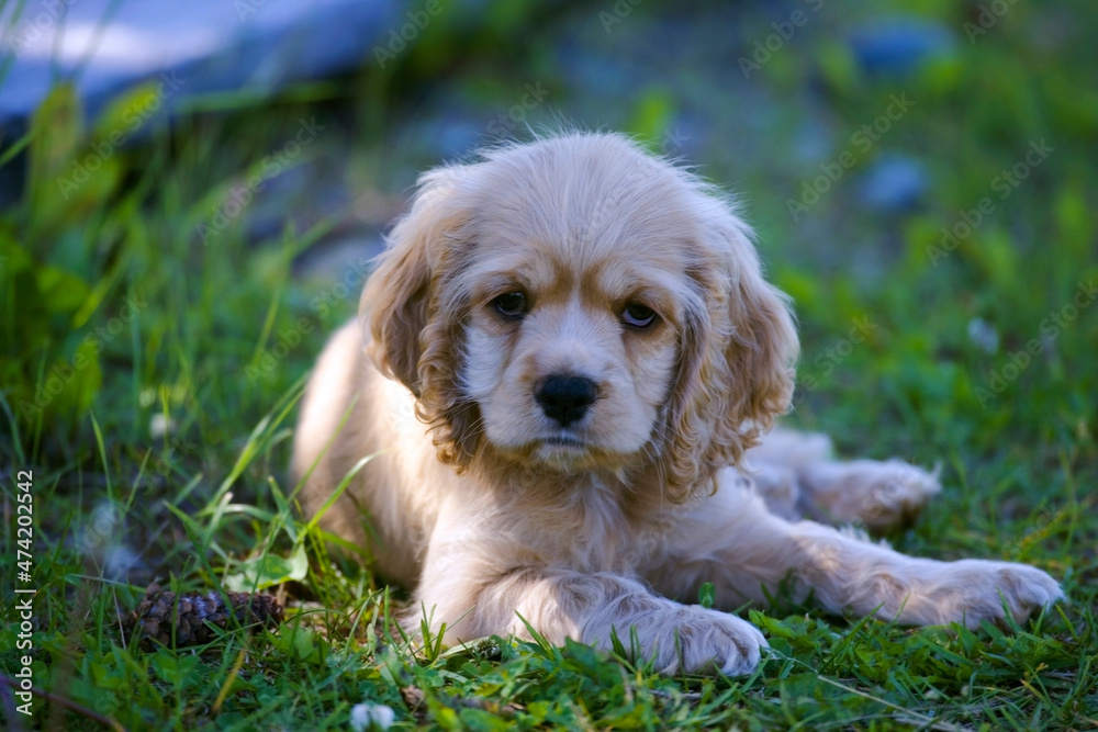cocker spaniel puppy laying in grass, looking at camera.