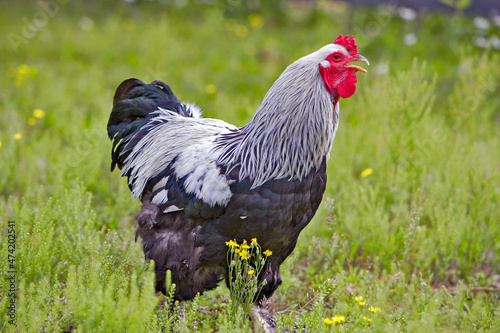 brahma rooster in the grass, calling. photo