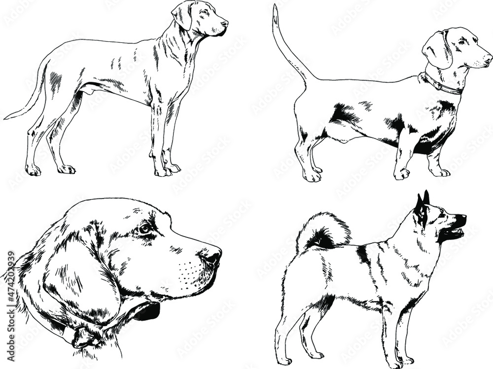 vector drawings sketches pedigree dogs and cats  drawn in ink by hand , objects with no background