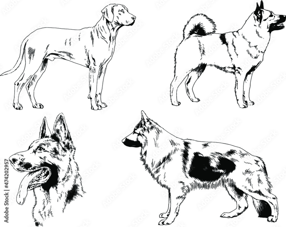 vector drawings sketches pedigree dogs and cats  drawn in ink by hand , objects with no background