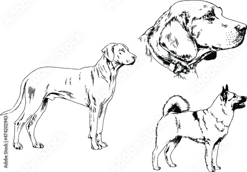 vector drawings sketches pedigree dogs and cats  drawn in ink by hand   objects with no background