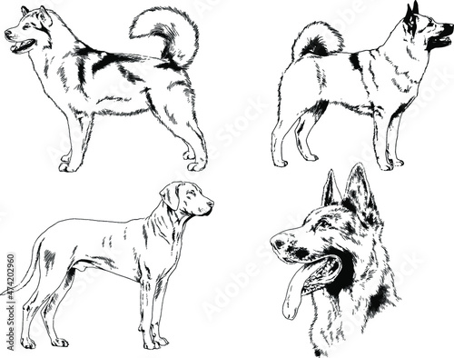 vector drawings sketches pedigree dogs and cats  drawn in ink by hand   objects with no background