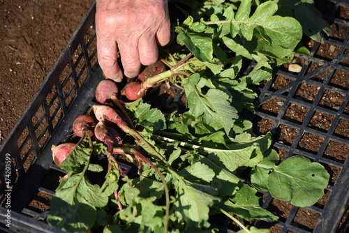 Radish harvesting work. Radish is a vegetable that even beginners in the vegetable garden can easily cultivate because it can be harvested in about a month after sowing seeds. 